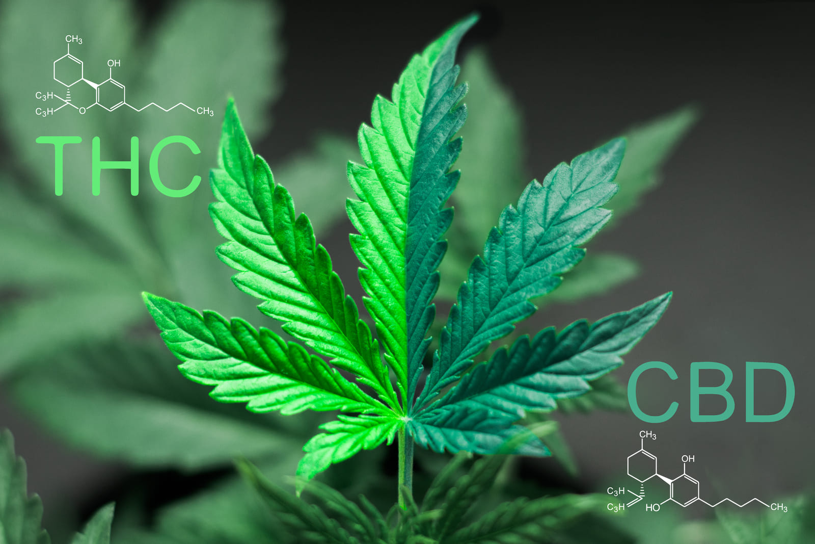 דומים אבל שונים: כל ההבדלים בין THC ל- CBD?
