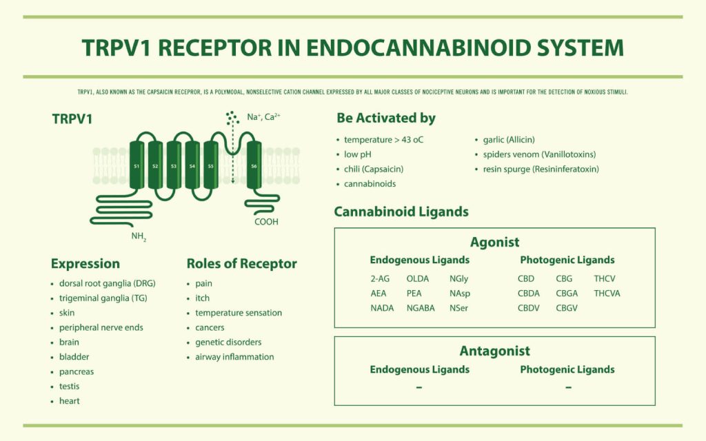 ל- CBD יכולת להיקשר לקולטן TRPV1 ולייצר השפעה על תאי סרטן שונים באופן ממוקד.