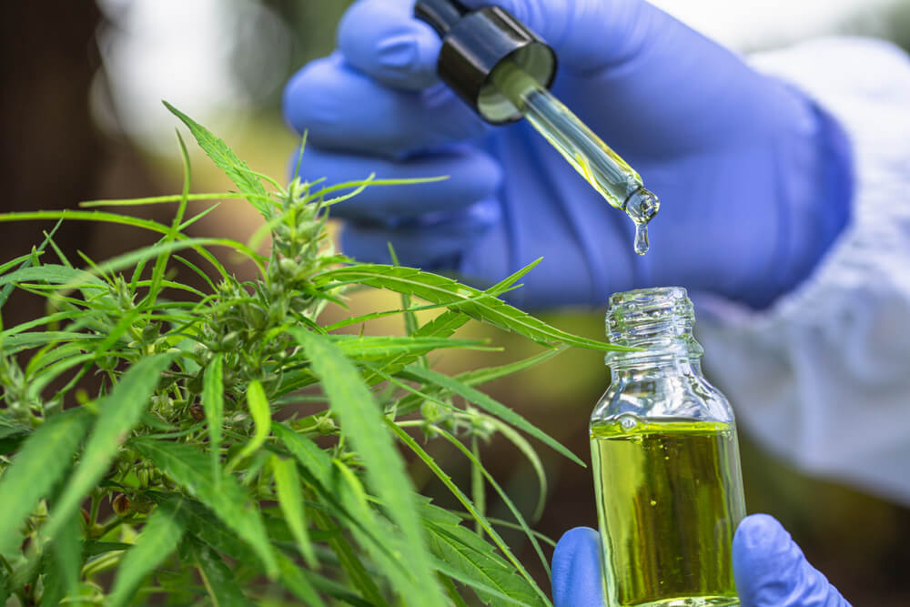 השינוי במעמדו החוקי של CBD קידם אותו אל מרכז תשומת הלב המדעית והמחקרית