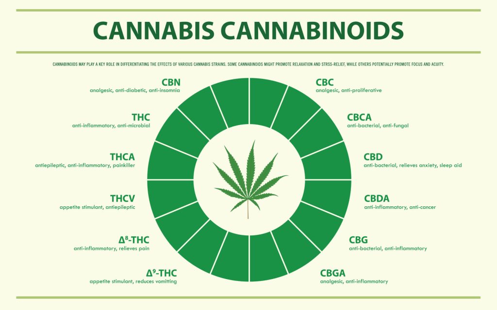 CBD הוא אחד מיותר מ-100 קנבינואידים שונים שזוהו עד כה בצמח הקנאביס