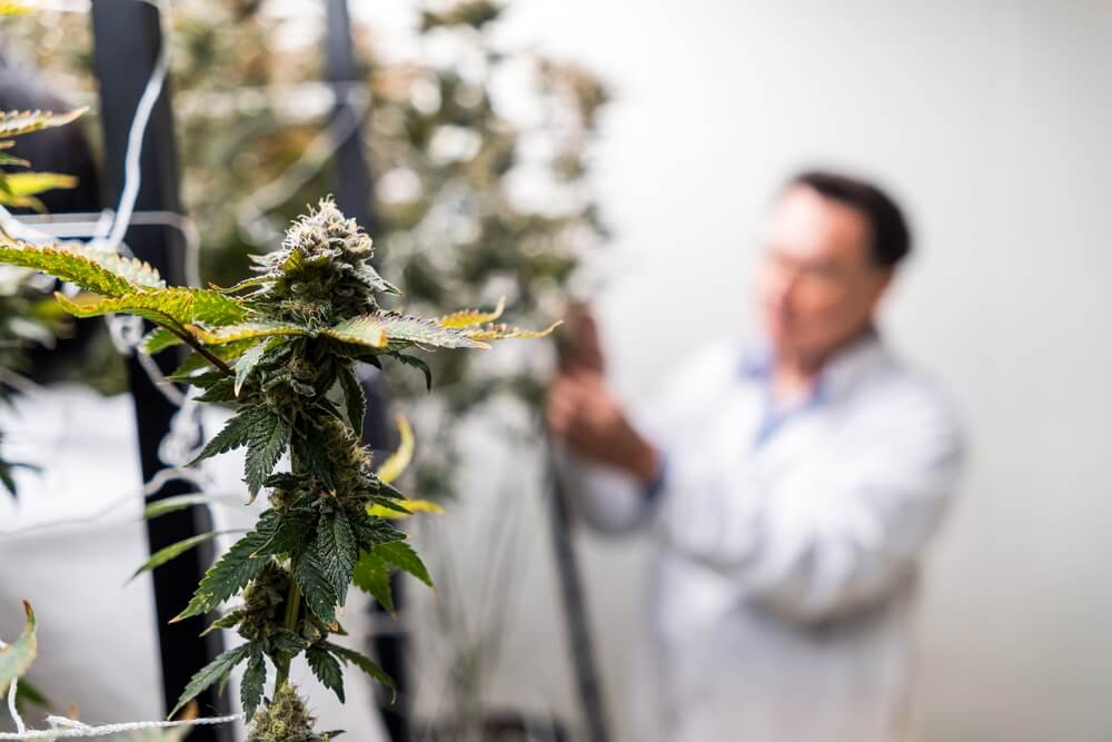 שוק ה- CBD העתידי יתמקד בפיתוח מוצרים חדשים, שיפור הזמינות הביולוגית וחקר קנבינואידים נוספים