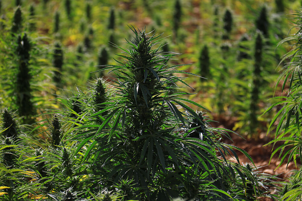 CBD לשימוש רפואי וגידול קנאביס למטרות רפואיות ותעשייתיות נחשבים לחוקיים- לבנון